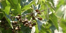 Paulonia (Paulownia tomentosa)