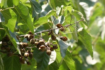 Paulonia (Paulownia tomentosa)