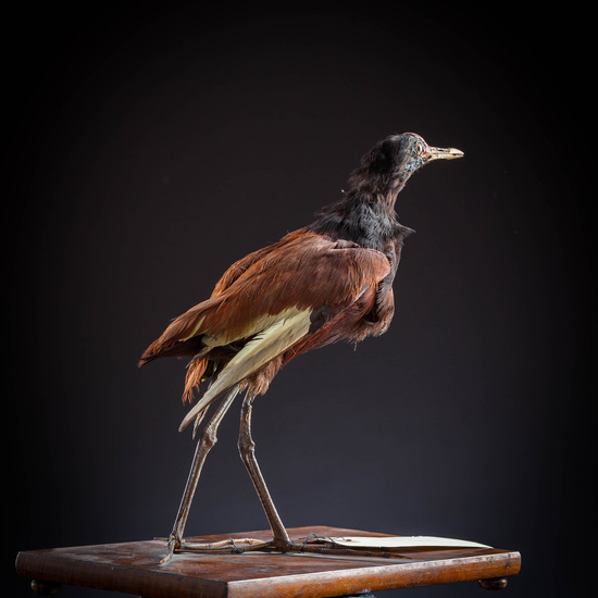 IES_SANISIDRO_MUSEO_Aves_128