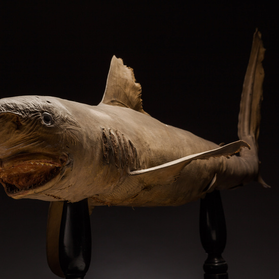 IES_SANISIDRO_BIOLOGIA_381