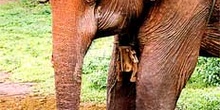 Elefante asiático: plano cabeza y orejas características, Tailan