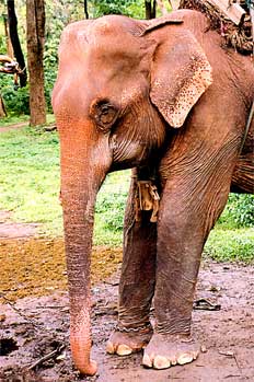Elefante asiático: plano cabeza y orejas características, Tailan