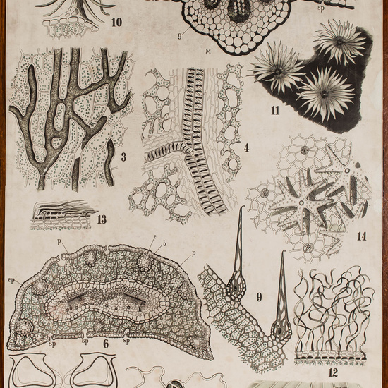 IES_CARDENALCISNEROS_BOTÁNICA_II_LÁMINAS_014