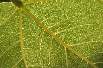 Higuera - Hojas (Ficus carica)