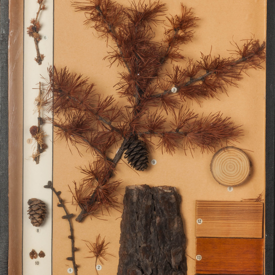 IES_CARDENALCISNEROS_BOTÁNICA_I_003