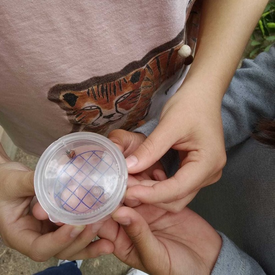 2019_06_07_Los alumnos de Quinto observan los insectos del huerto_CEIP FDLR_Las Rozas 18