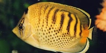 Pez angel (Chaetodon punctatofasciatus)