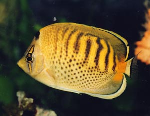 Pez angel (Chaetodon punctatofasciatus)