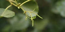 Aliso - Flor Masculina (Alnus glutinosa)