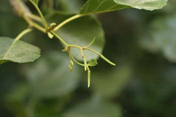 Aliso - Flor Masculina (Alnus glutinosa)