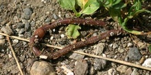 Lombriz de tierra (Lumbricus terrestris)
