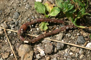Lombriz de tierra (Lumbricus terrestris)