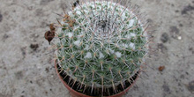 Mammillaria chinocephala