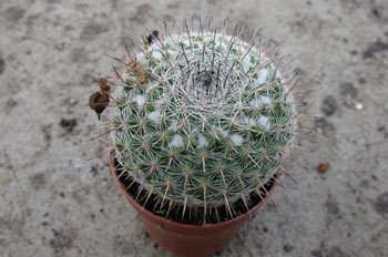 Mammillaria chinocephala