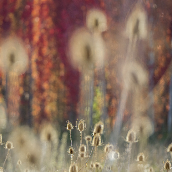 Ganadores del Wildlife Photographer of the Year 2017 10