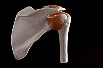 Articulación del  hombro