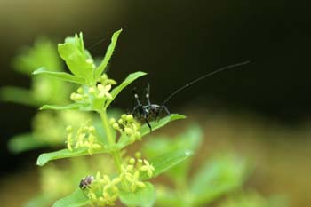 Grillo de matorral (Tettigoniidae fam.)