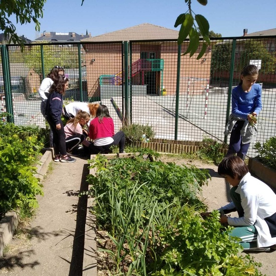 2019_04_Quinto en el huerto_CEIP FDLR_Las Rozas 2