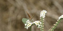 Morena serrana (Aricia agestis cramera)