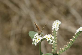 Morena serrana (Aricia agestis cramera)