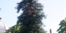 Secuoya de California (Sequoia sempervirens)