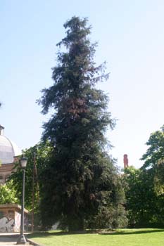 Secuoya de California (Sequoia sempervirens)