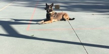 2017_11_13_UNIDAD CANINA MUNICIPAL_CEIP FDLR_LAS ROZAS_2017 6