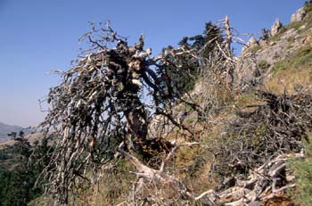 Abeto pinsapo seco (Abies pinsapo)