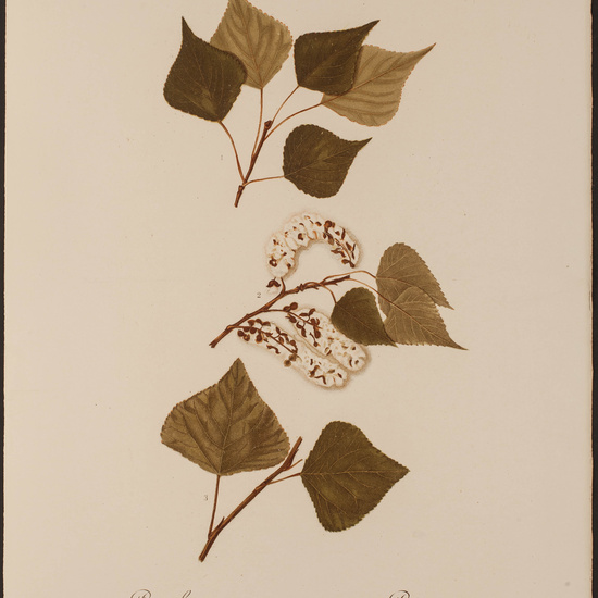 IES_CARDENALCISNEROS_HERBARIO_062