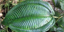 Hoja de Miconia, Ecuador