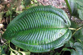 Hoja de Miconia, Ecuador