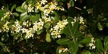 Rhaphiolepis umbellata