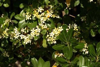 Rhaphiolepis umbellata