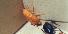 Cucaracha negra común (Blatta orientalis)