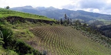 Cultivos en los alrededores de Otavalo, Ecuador