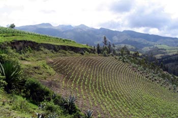 Cultivos en los alrededores de Otavalo, Ecuador