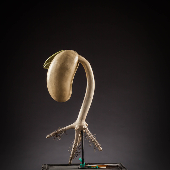 IES_SANISIDRO_MUSEO_Botanica_025