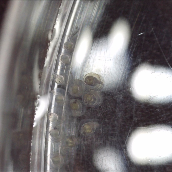 Los peces Danio en el CEIP El Jarama - Día 1 1