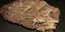 Trybliocrinus flatheanus (Crinoideo) Devónico