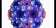 La naturaleza y la geometría (Virus 1 ESO)