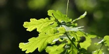 Carvallo - Hoja (Quercus robur)