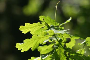 Carvallo - Hoja (Quercus robur)