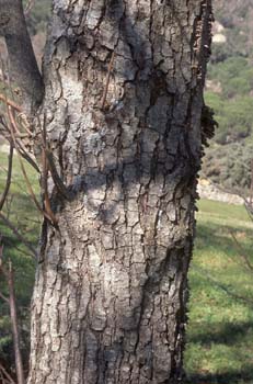 Aliso - Tronco (Alnus glutinosa)