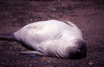 Lobo marino del Sur, Argentina