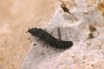 Luciérnaga (Lampyris noctiluca)