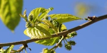 Morera - Flor (Morus alba)