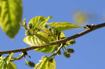 Morera - Flor (Morus alba)