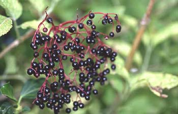 Saúco - Fruto (Sambucus nigra)