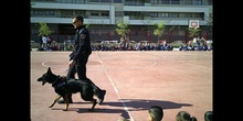 Exhibición Perros Policía