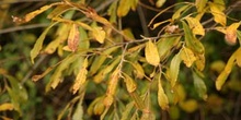 Sauce blanco - Hojas (Salix alba)